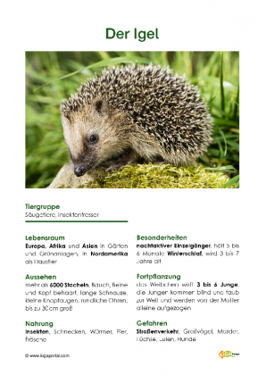 Igel Steckbrief Ganzes Wie Viele Stacheln Hat Ein Igel Kinderbilder Images