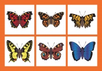 Memo-Spiele für Kindergarten, KiTa und Schule