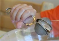 Aktionstablett mit Schneckenhäusern und Teesieben Aktionstablett mit Schneckenhäusern und Teesieben