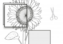Die Pflanzenteile der Sonnenblume-Sonnenblumenbild SW Die Pflanzenteile der Sonnenblume-Sonnenblumenbild SW